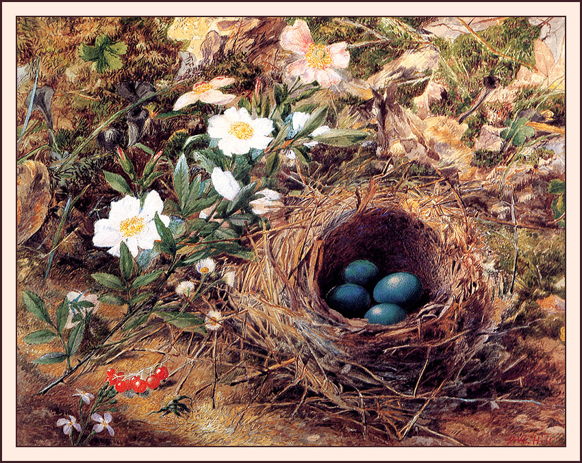 John William Hill. Bird's nest and dog roses