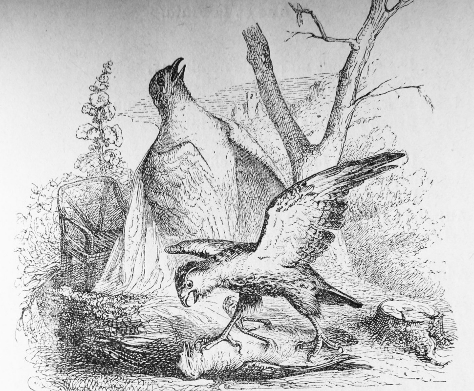 Jean Inias Isidore (Gerard) Granville. Pigeon et son poussin. Illustrations aux fables de Florian
