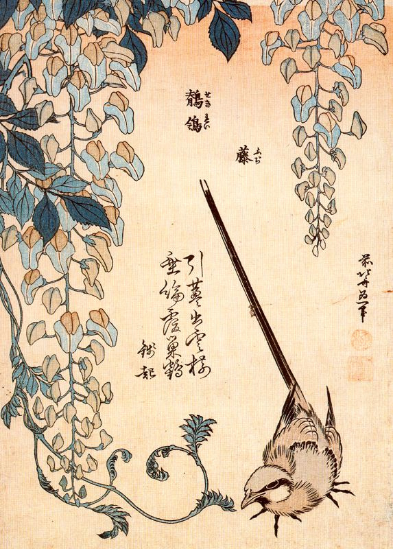 Katsushika Hokusai. Wagtail and Wisteria