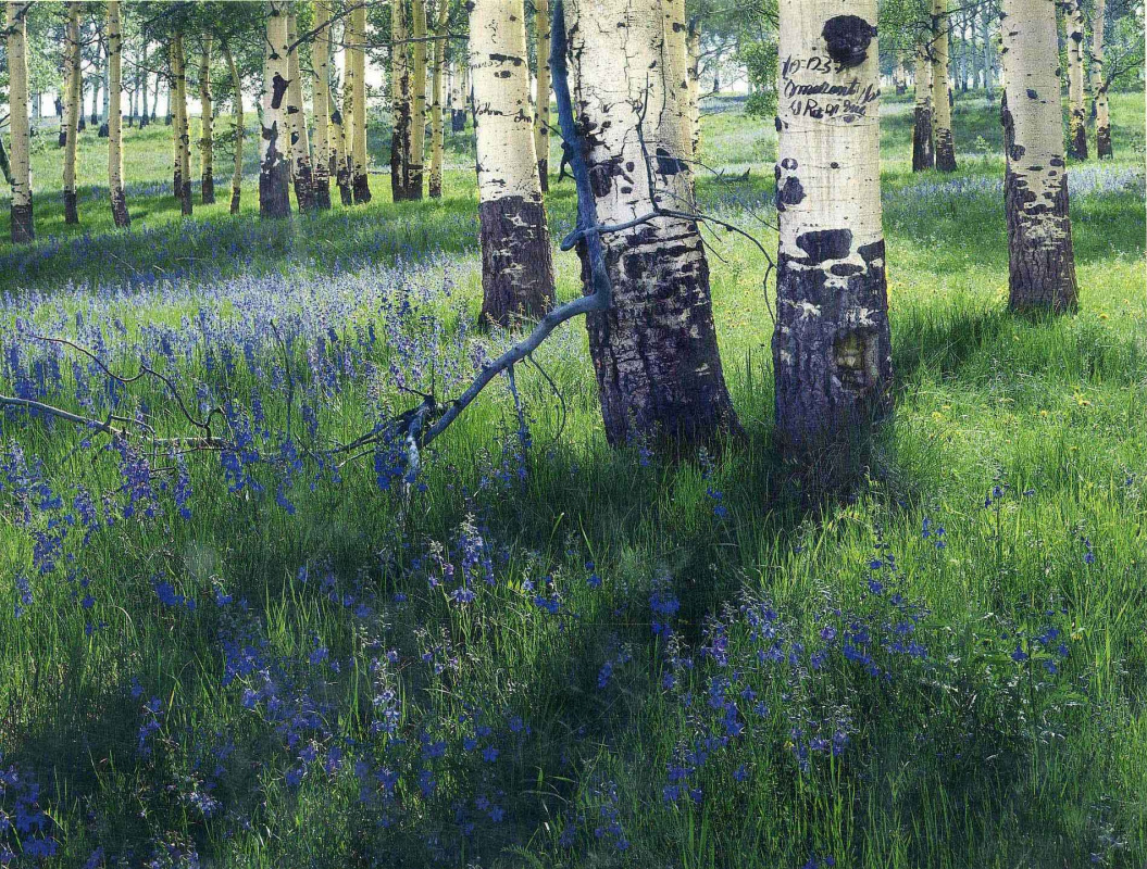 Eliot Porter. Forest landscape 1