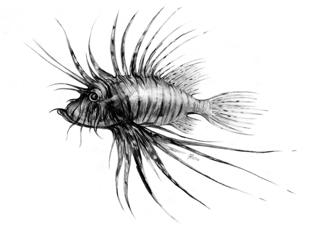 Platon Nikolajevič Starodubov. Zebra fish