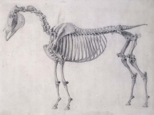 George Stubbs. The first anatomical table of the skeleton of the horse