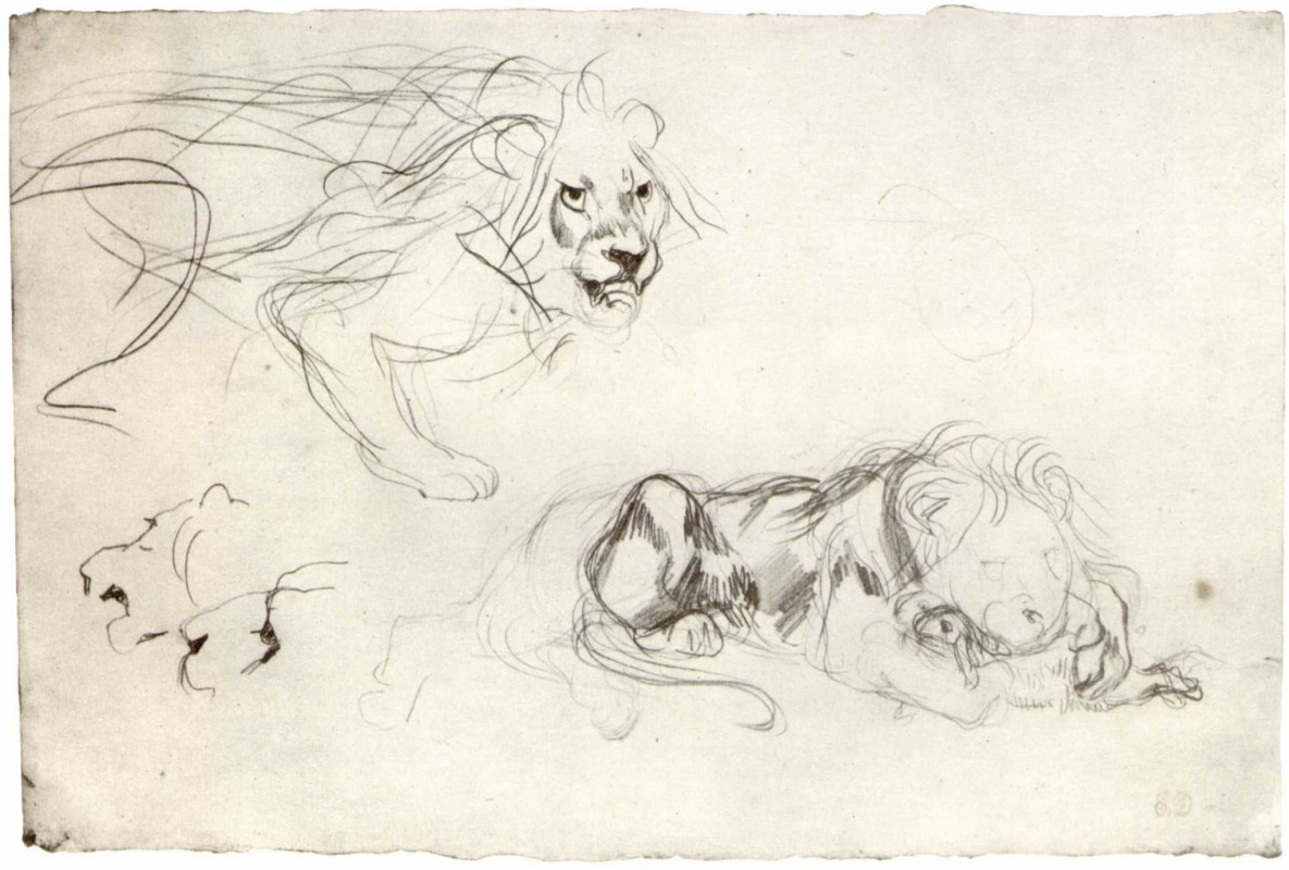 Eugene Delacroix. Sheet with sketches of a lion