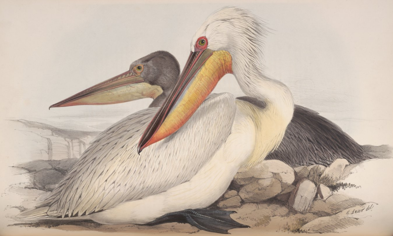 Edward Lear. Pelican. Series "Birds of Europe"