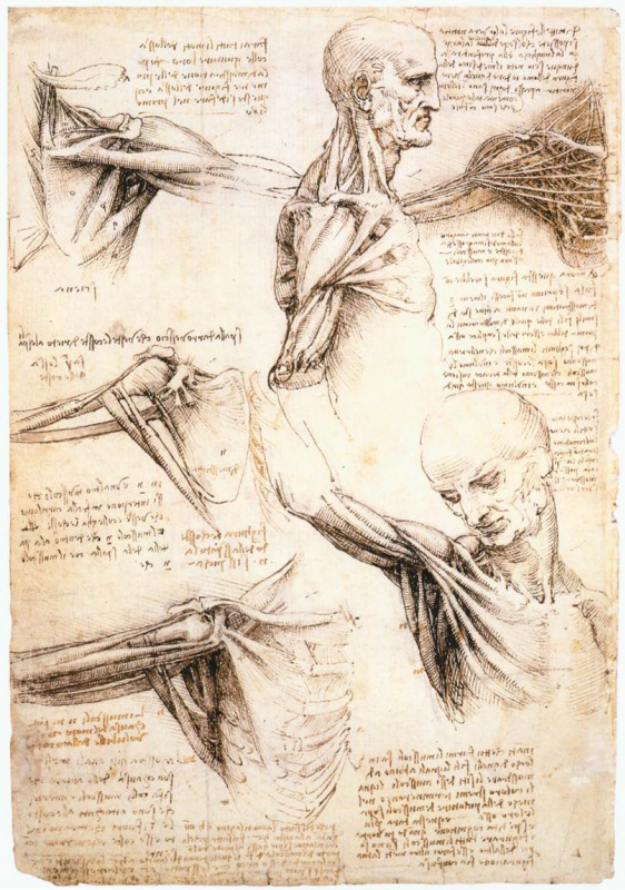 Leonardo da Vinci. Anatomic drawings of the shoulder