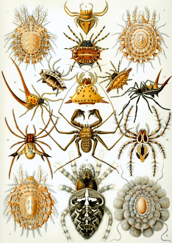 Ernst Heinrich Haeckel. Arachnids (Arachnids). "The beauty of form in nature"