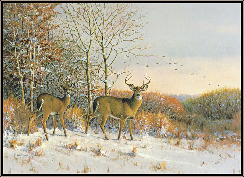 Owen Gromm. Early snow. White-tailed deer