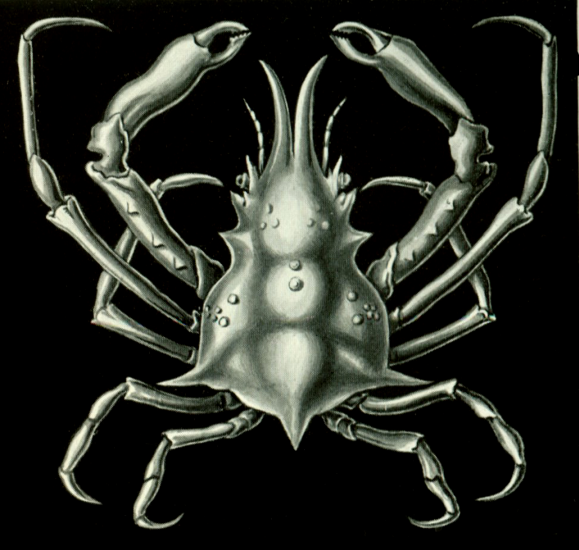 Ernst Heinrich Haeckel. Crab Pisa Armata. "The beauty of form in nature"