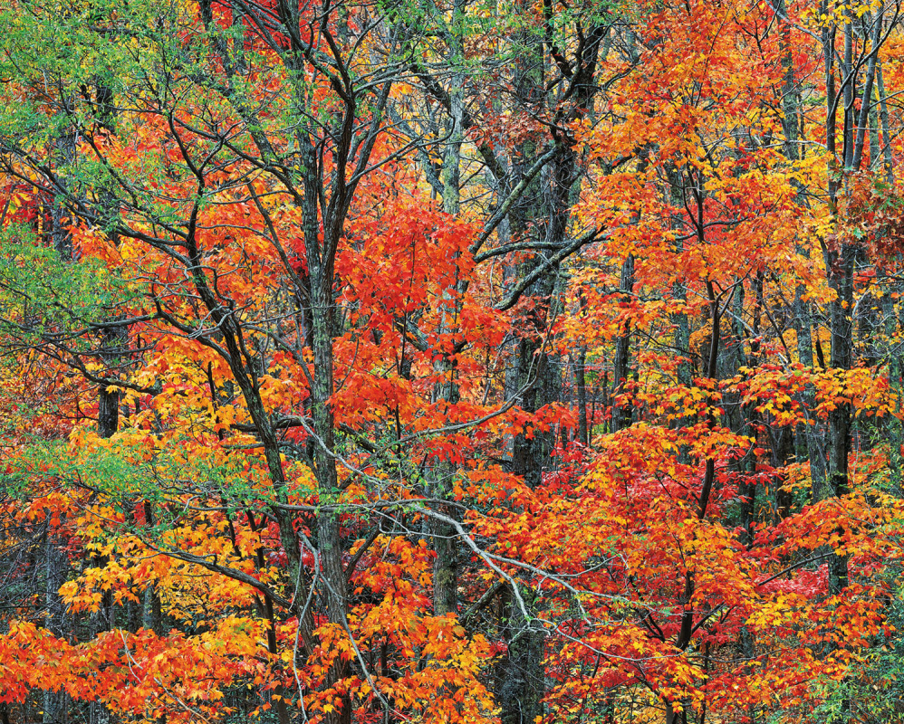 Christopher Burkett. Autumn in the Cherokee Forest