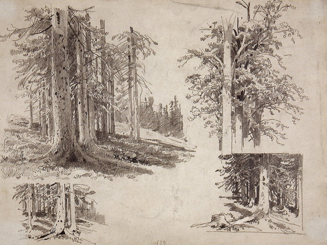 Ivan Ivanovich Shishkin. Sketches of trees