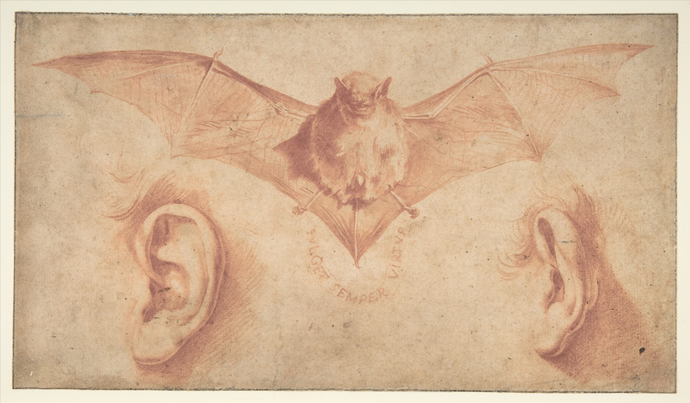 Jose de Ribera. A Bat and Two Ears