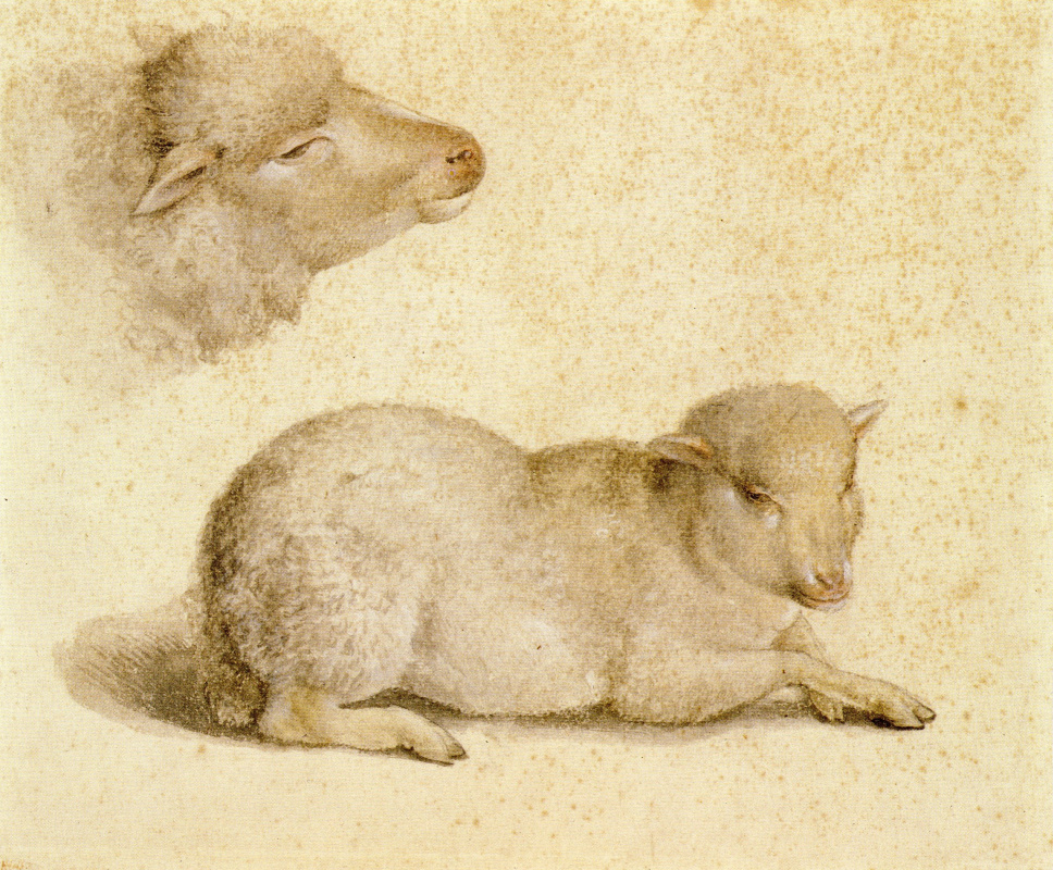 Hans Holbein the Younger. A resting lamb and a lamb's head