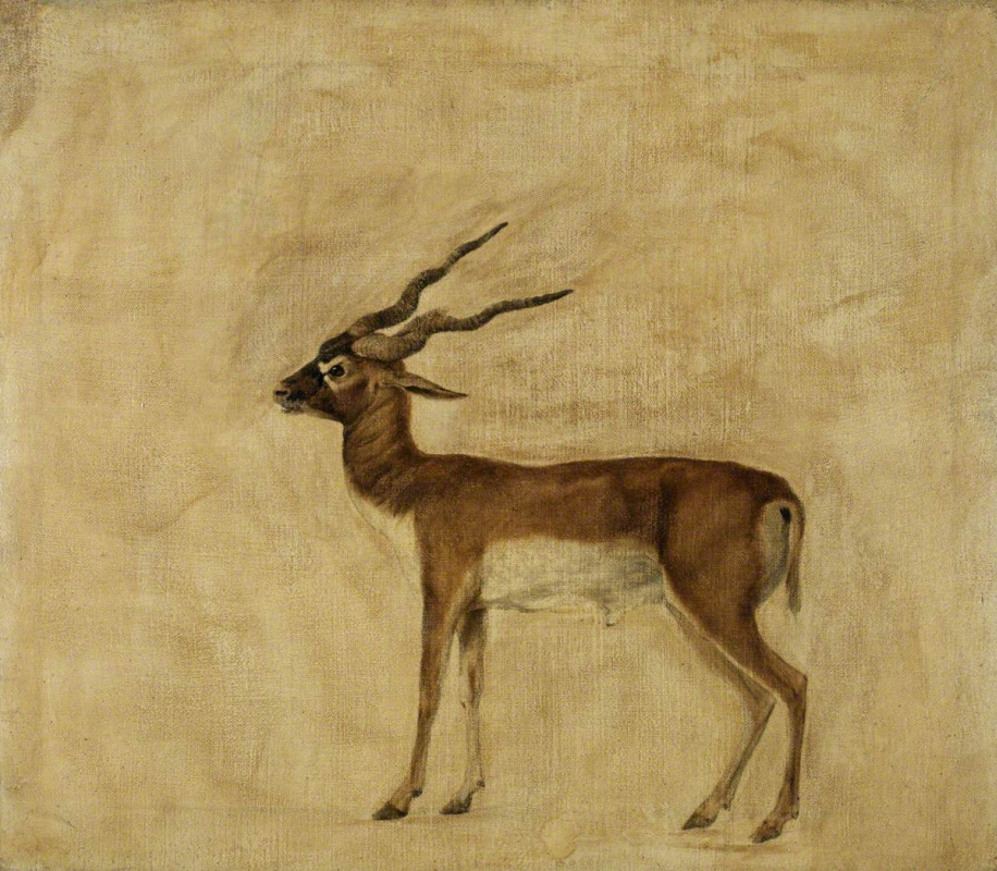 George Stubbs. Horned antelope (La Garenne)