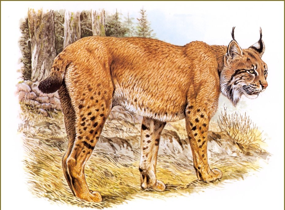 Robert Dallet. Lynx