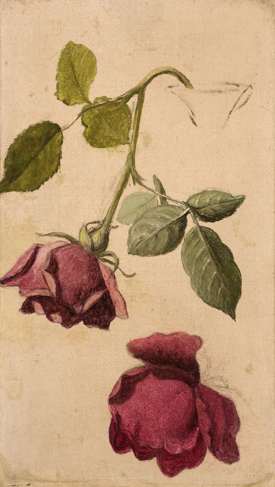 Pierre-Joseph Redoute Mural Indica. 