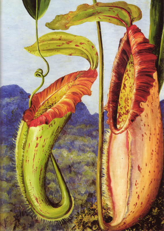 Marianna North. Flower of tropical jug Nepenthes Nortani (limestone mountains Sarawak, Borneo)