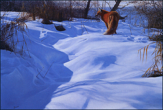 John Banovich. On the trail