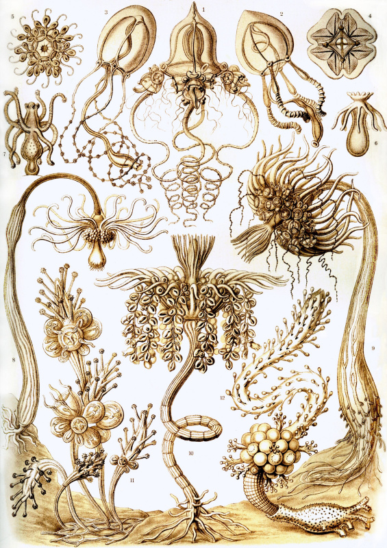 Ernst Heinrich Haeckel. Antomedusa, tubularia. "The beauty of form in nature"