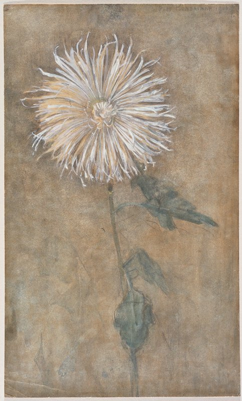 Piet Mondrian. Chrysanthemum
