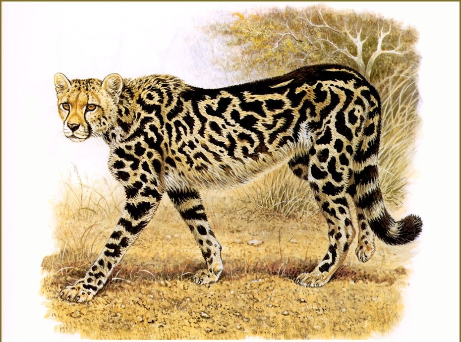 Robert Dallet. King Cheetah