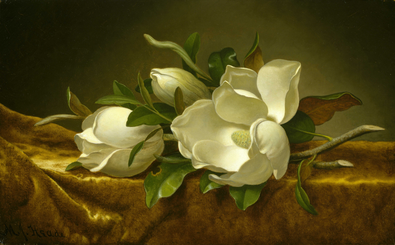 Martin Johnson Head. Magnolia on the golden velvet