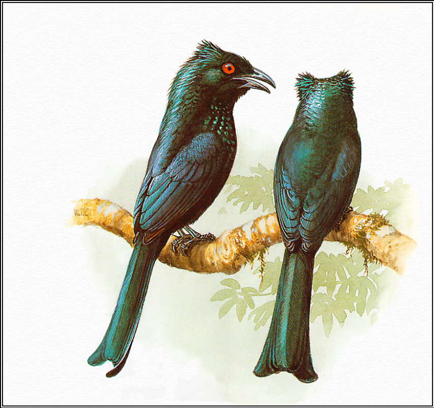 William Cooper. Genialer Drongo