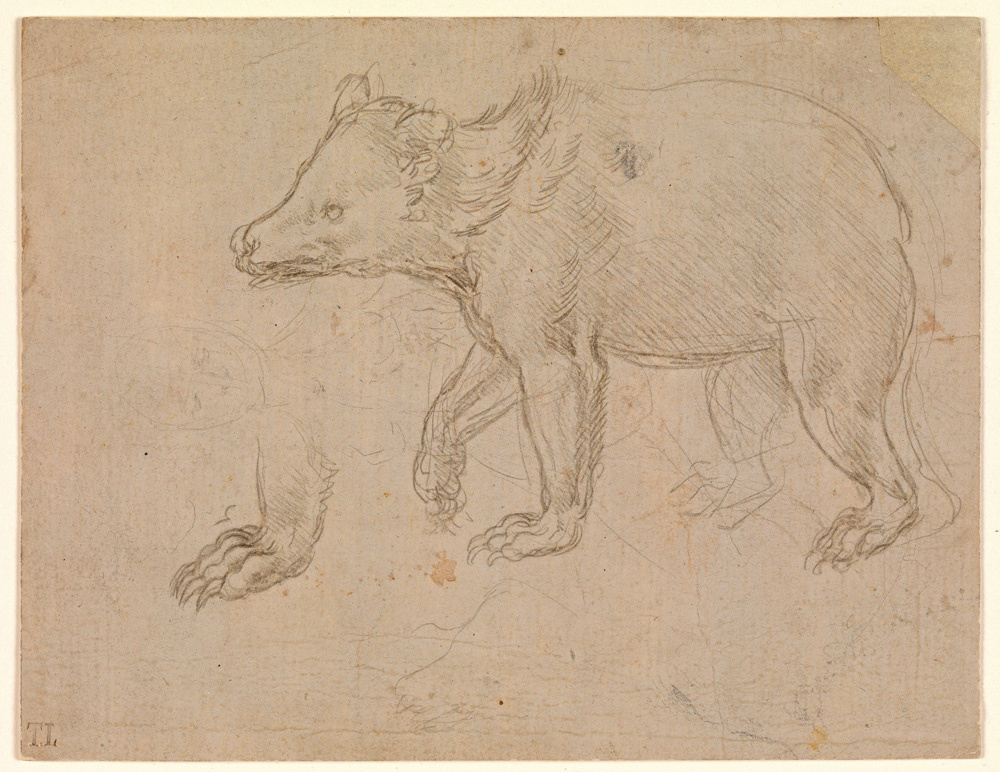 Leonardo da Vinci. The walk of a bear