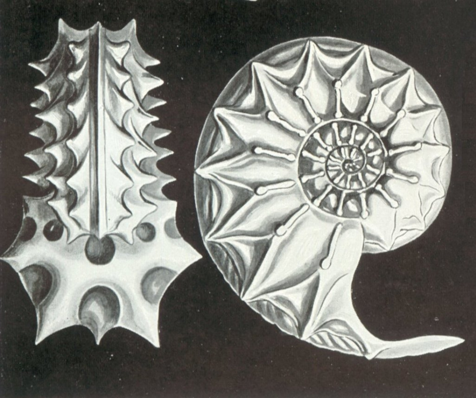 Ernst Heinrich Haeckel. Ammonite Schloenbach. "The beauty of form in nature"