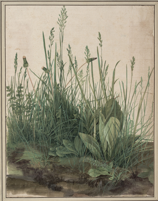 Albrecht Dürer. The large piece of turf