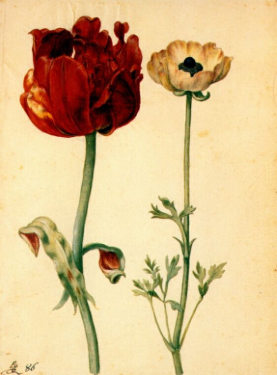 Georg Flegel. Tulip and white poppy
