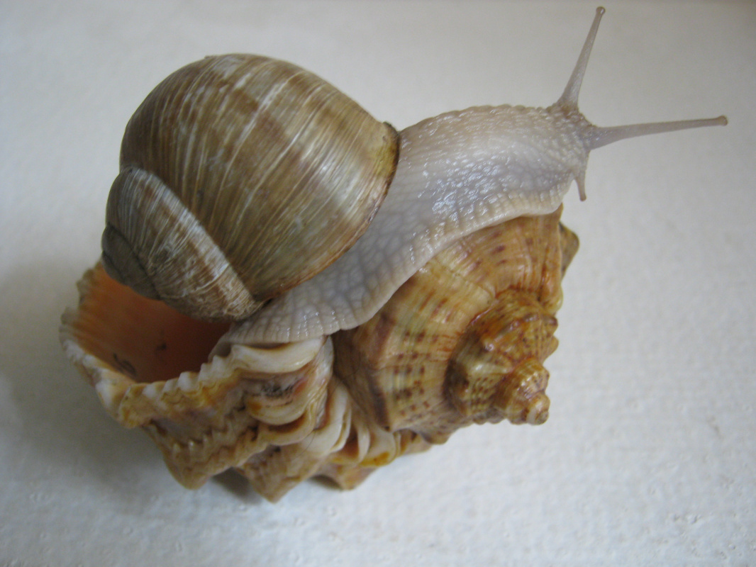 Alexey Grishankov (Alegri). "Snail on the shell"