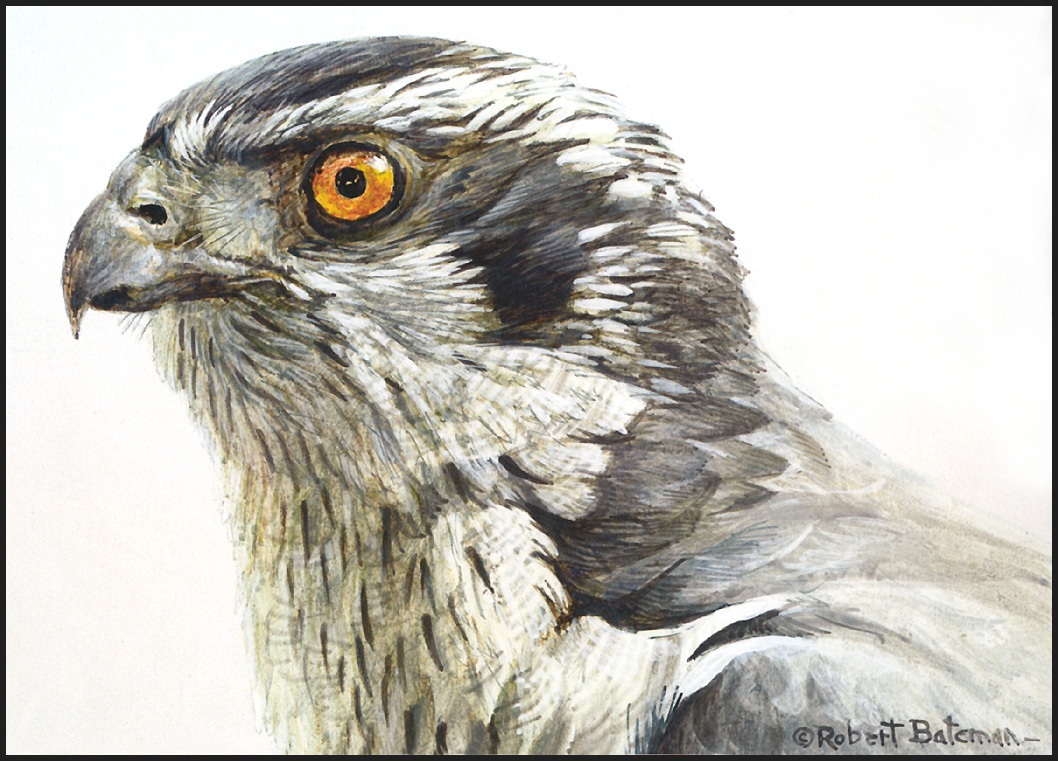 Robert Bateman. Goshawk