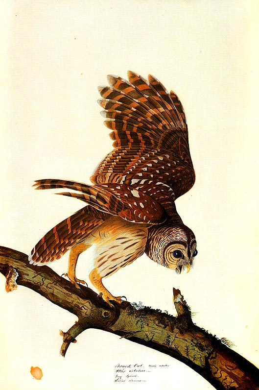 John James Audubon. Owl