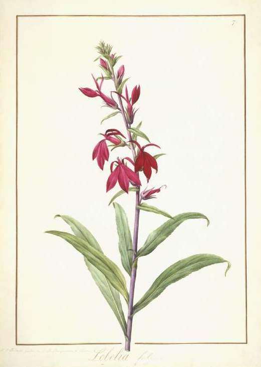 Pierre-Joseph Redoute. Lobelia purpurea