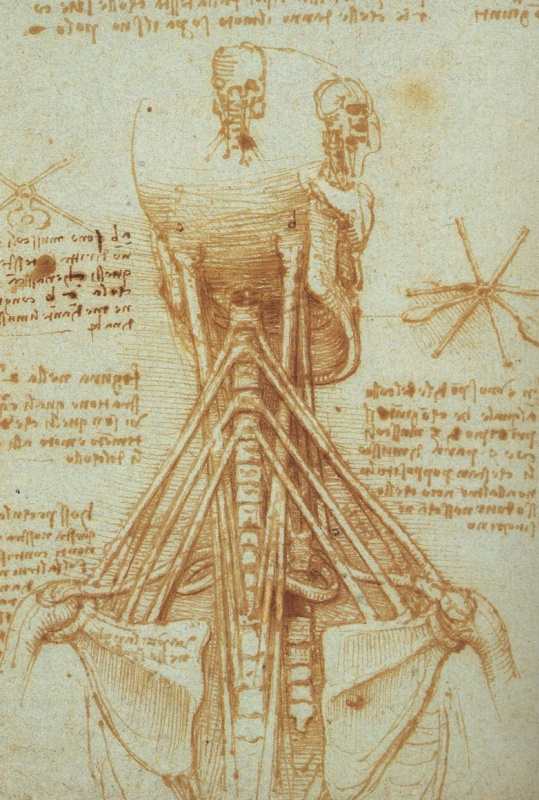 Leonardo da Vinci. Range. Anatomical sketch