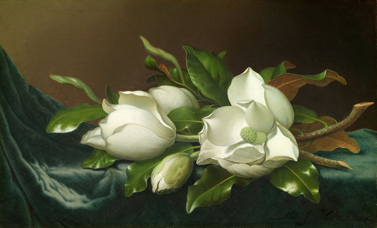 Martin Johnson Head. Magnolias on blue velvet