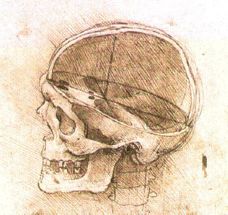 Leonardo da Vinci. The structure of the human skull