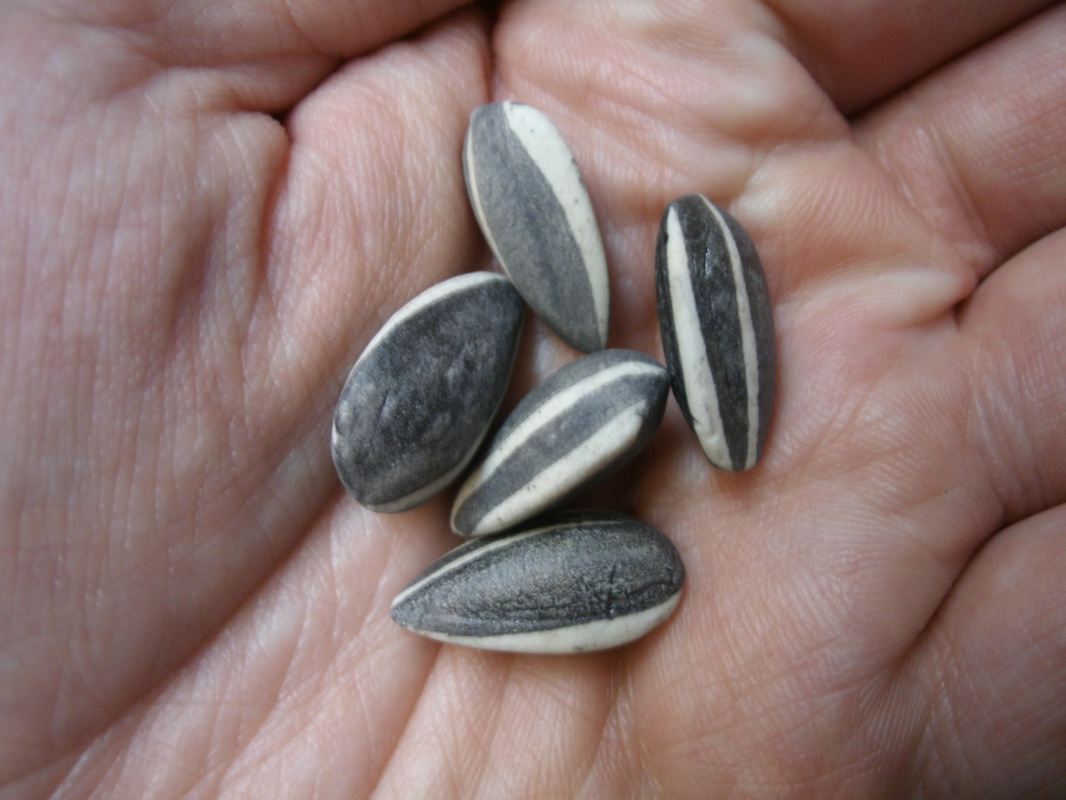 Sunflower seeds