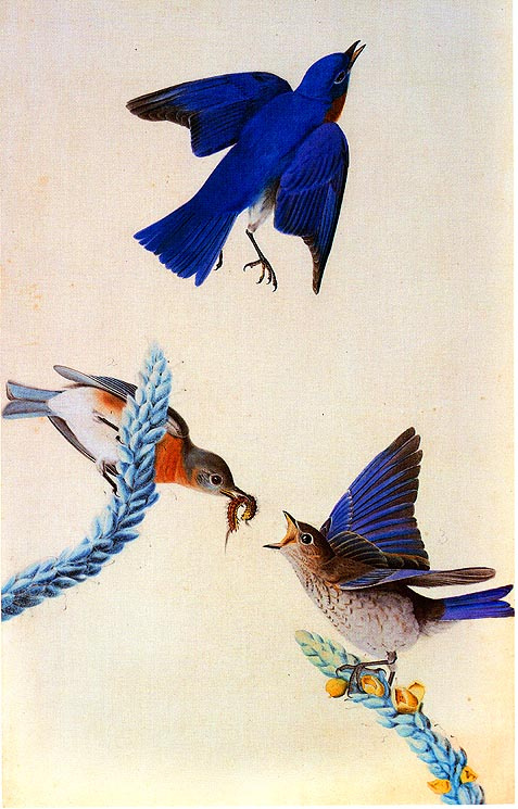 John James Audubon. Birds