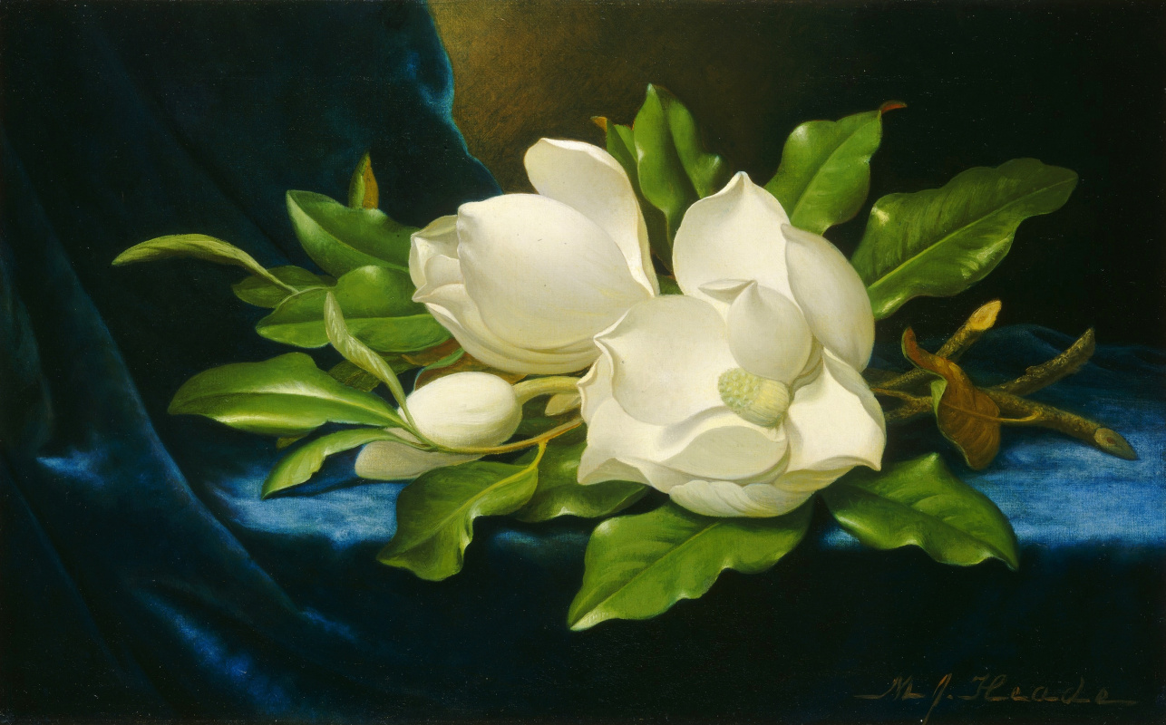 Martin Johnson Jefe. Huge magnolias on blue velvet