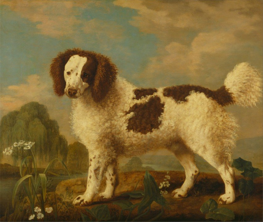 George Stubbs. The Norfolk Spaniel