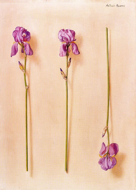 Antonio Bueno. Three flowers