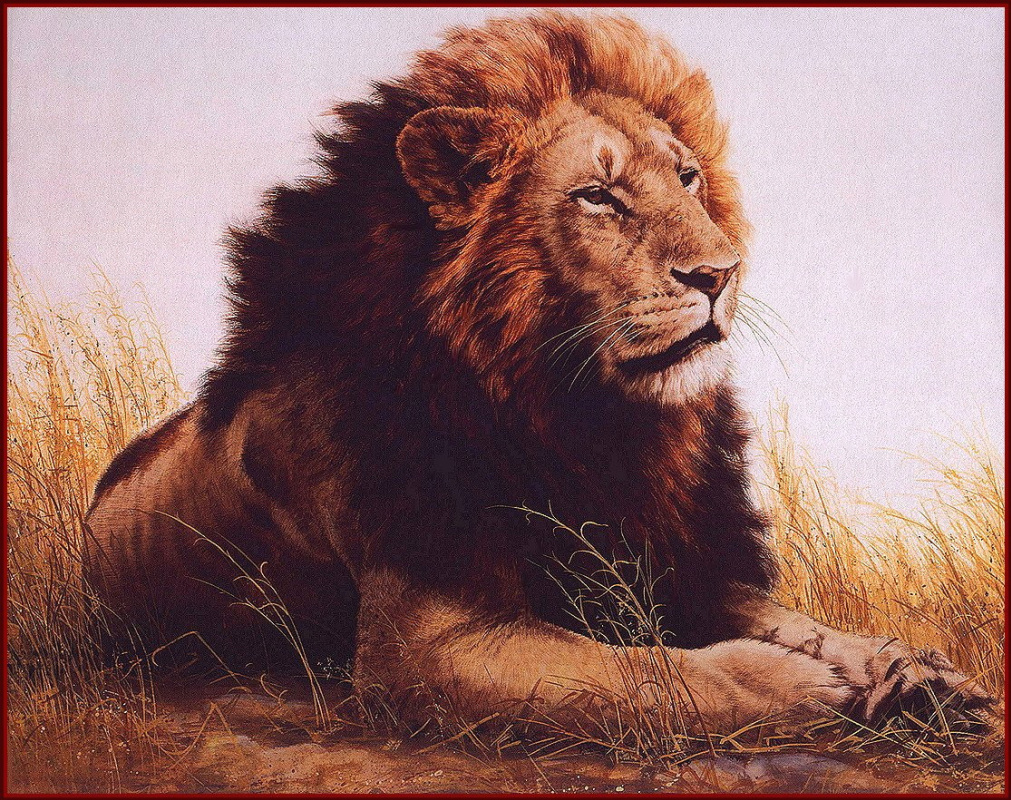 Guy Cohelich. Lion Ngorongoro