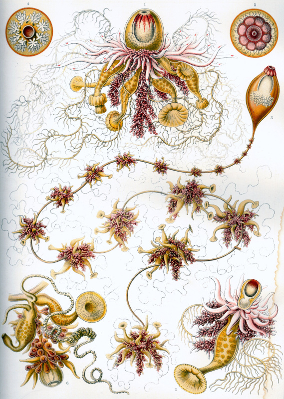 Ernst Heinrich Haeckel. Siphonophores. "The beauty of form in nature"