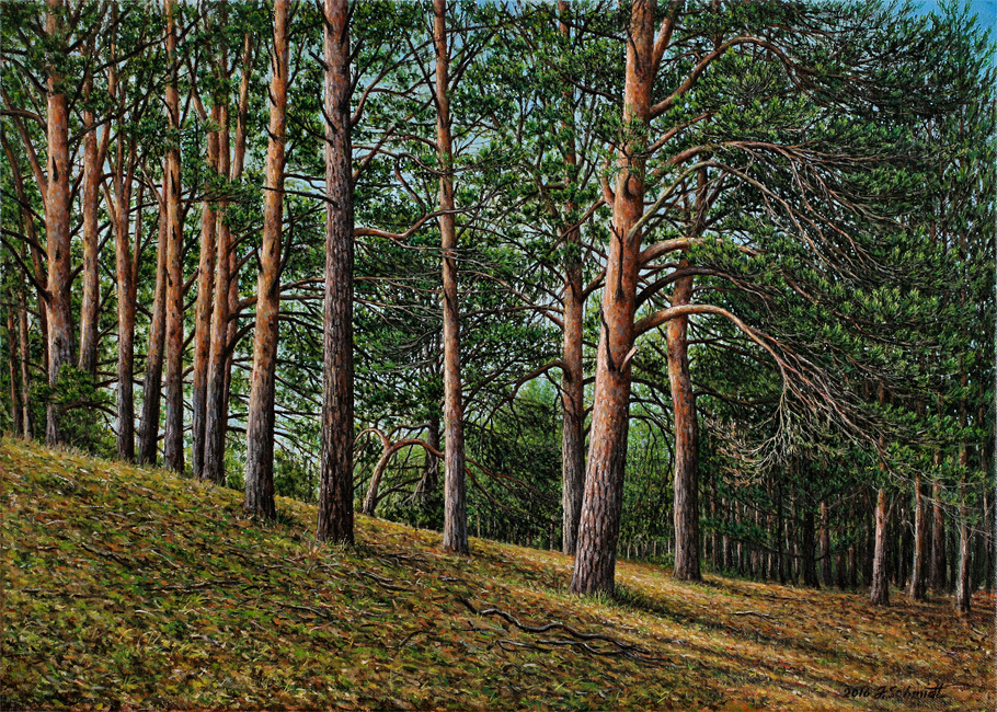 Jürgen Schmidt. Pines on the slope