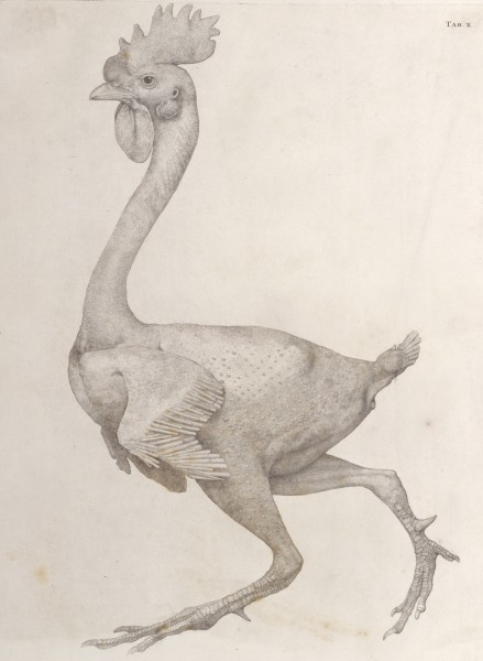 George Stubbs. The bird's body: side view