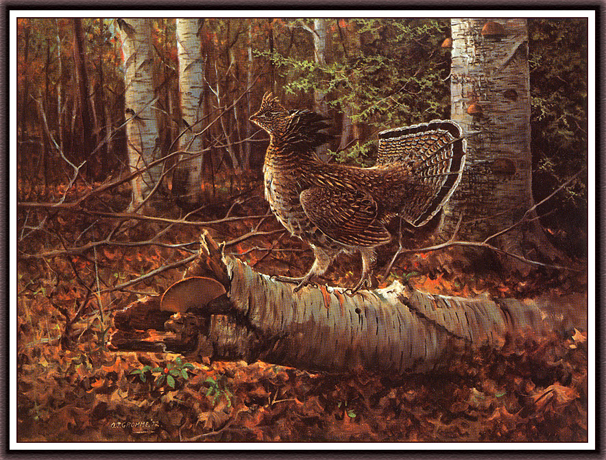 Owen Gromm. Sunny meadow - collaring grouse