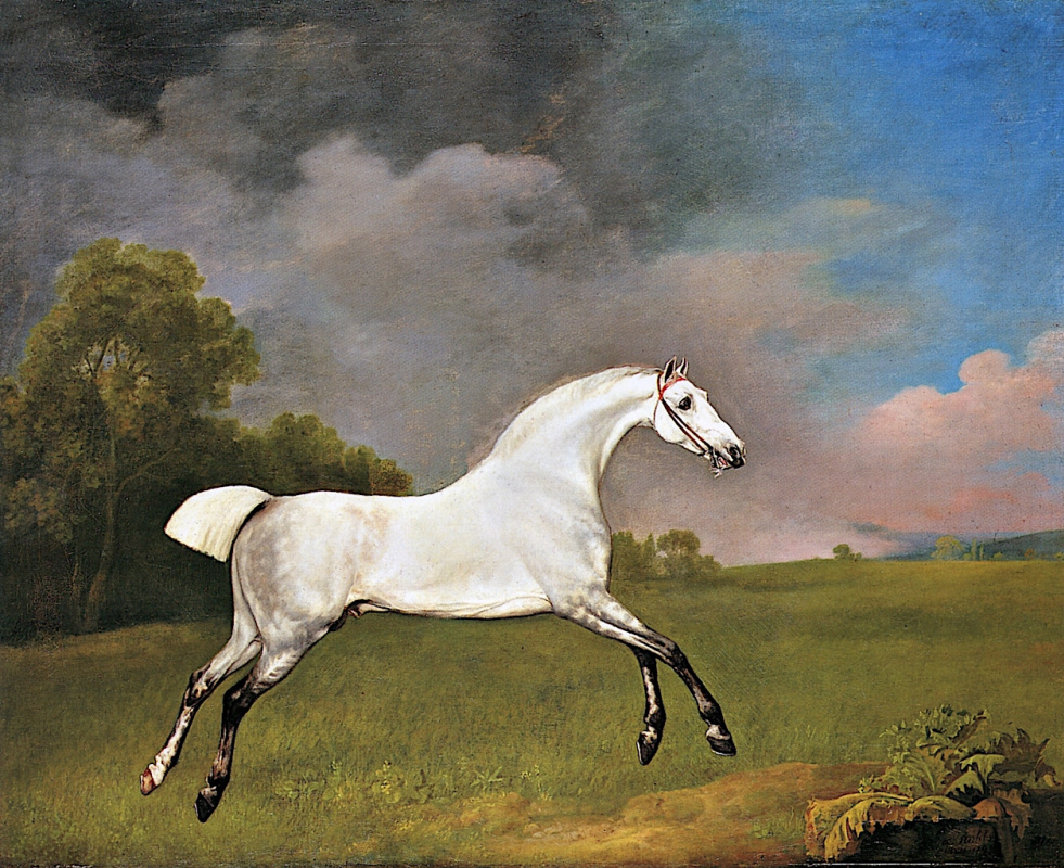 George Stubbs. Grey horse in a field