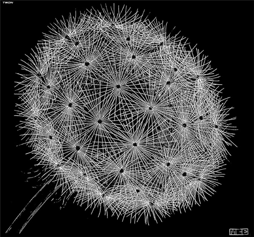 Maurits Cornelis Escher. Dandelion