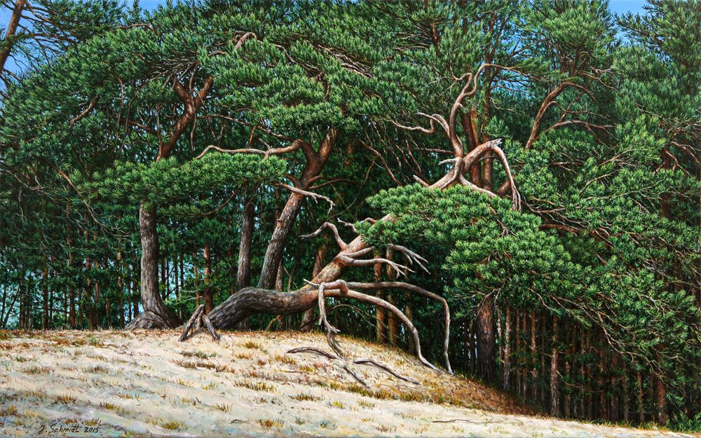 Jürgen Schmidt. Pine trees on sand dunes